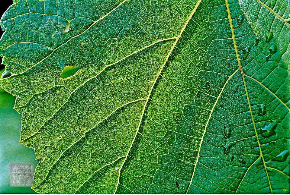 blatt_neu_b.jpg